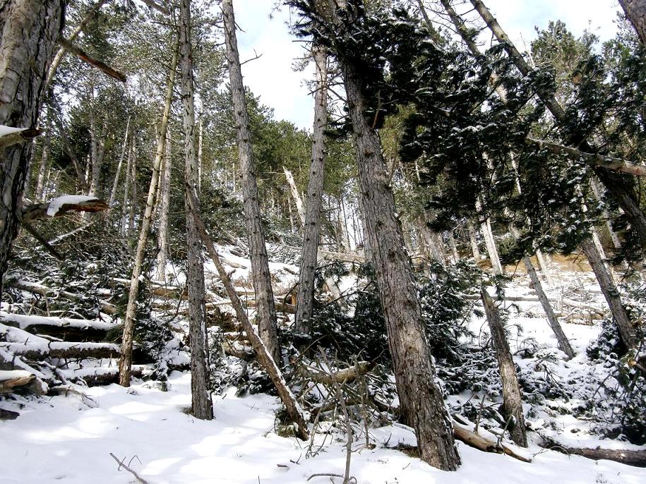 Nel bosco, una inutile strage.